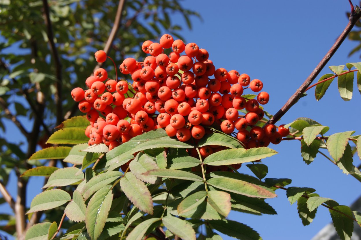 Рябина мужо