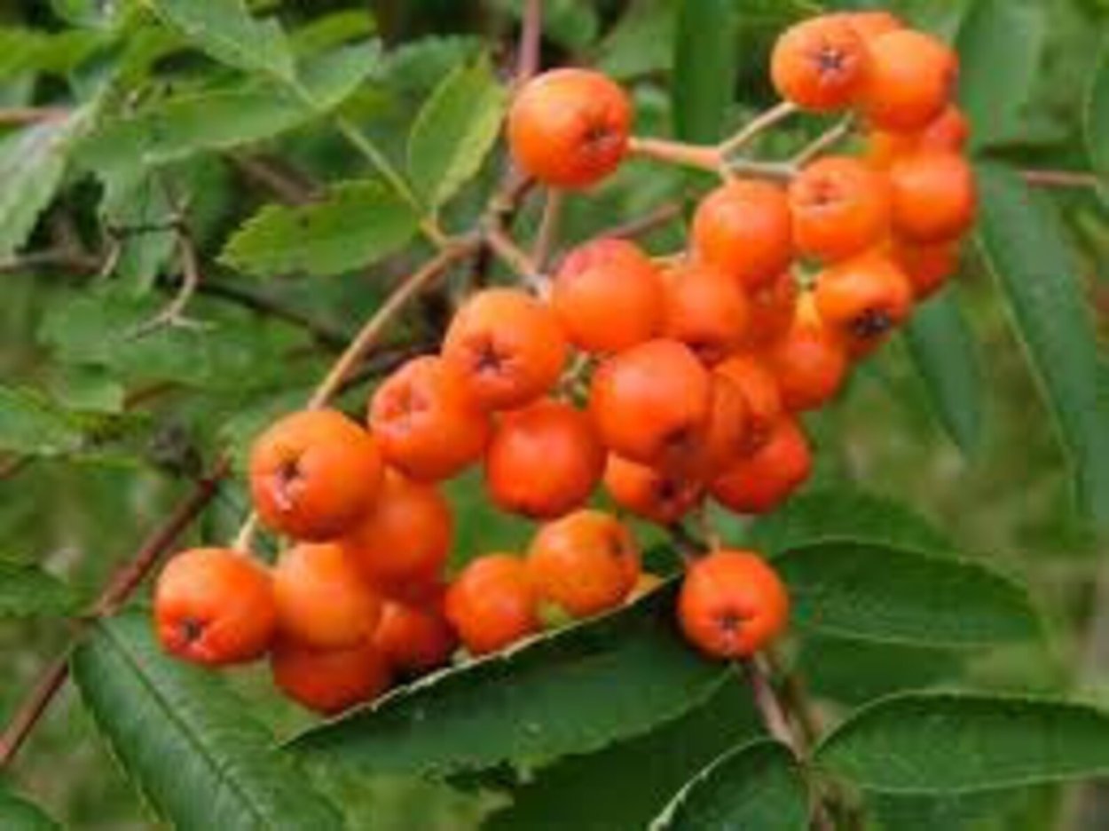 Рябина обыкновенная Невежинская