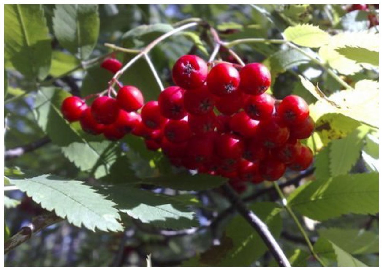 Рябина магия