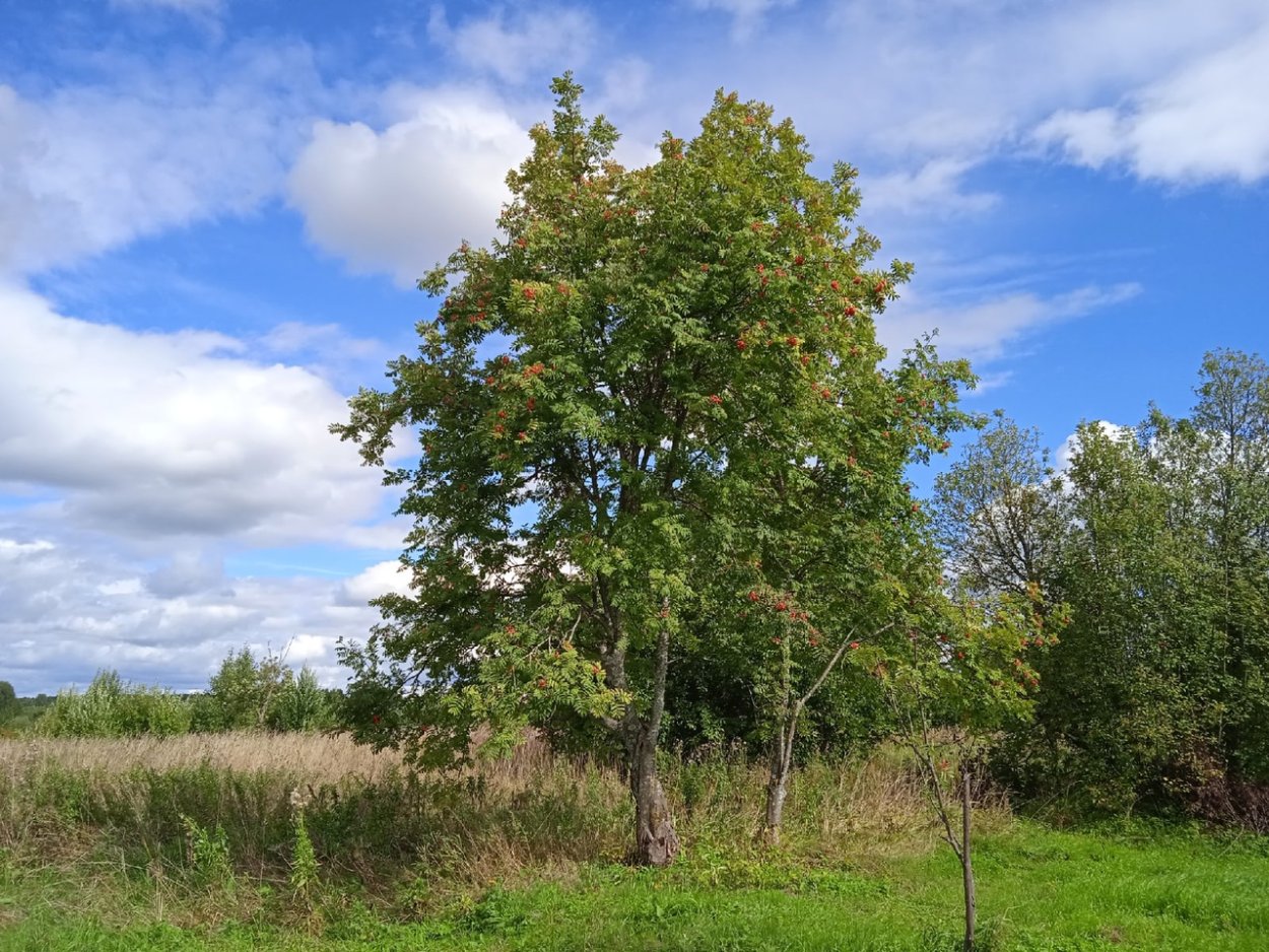 Нежинский лес