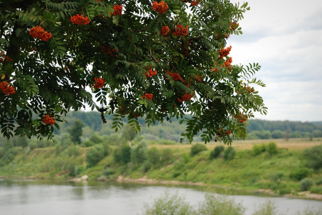 Нежинская рябина