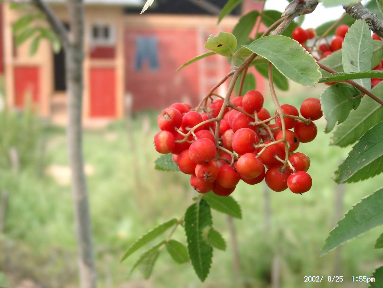 Рябина во дворе дома