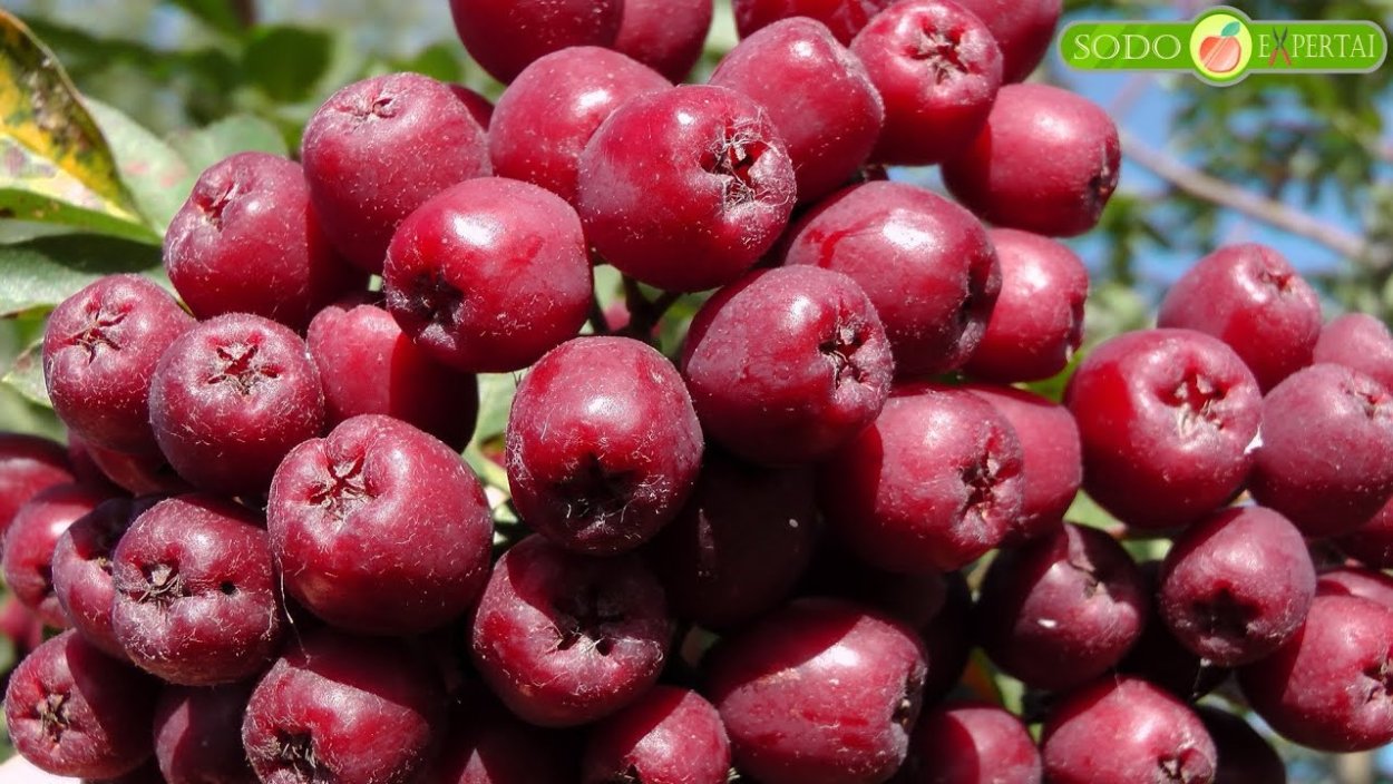 Рябина сорт Гранатная