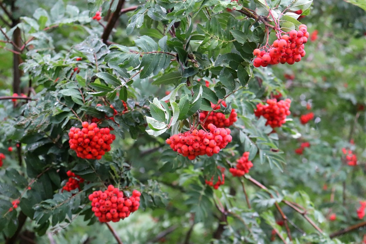 Рябина поддуболистная