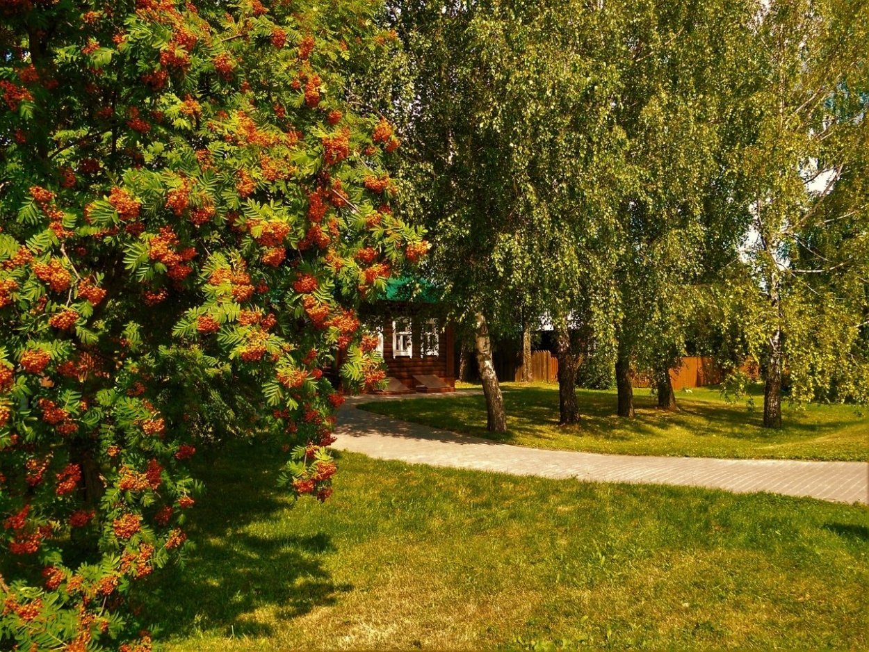 Рябина обыкновенная Парковая