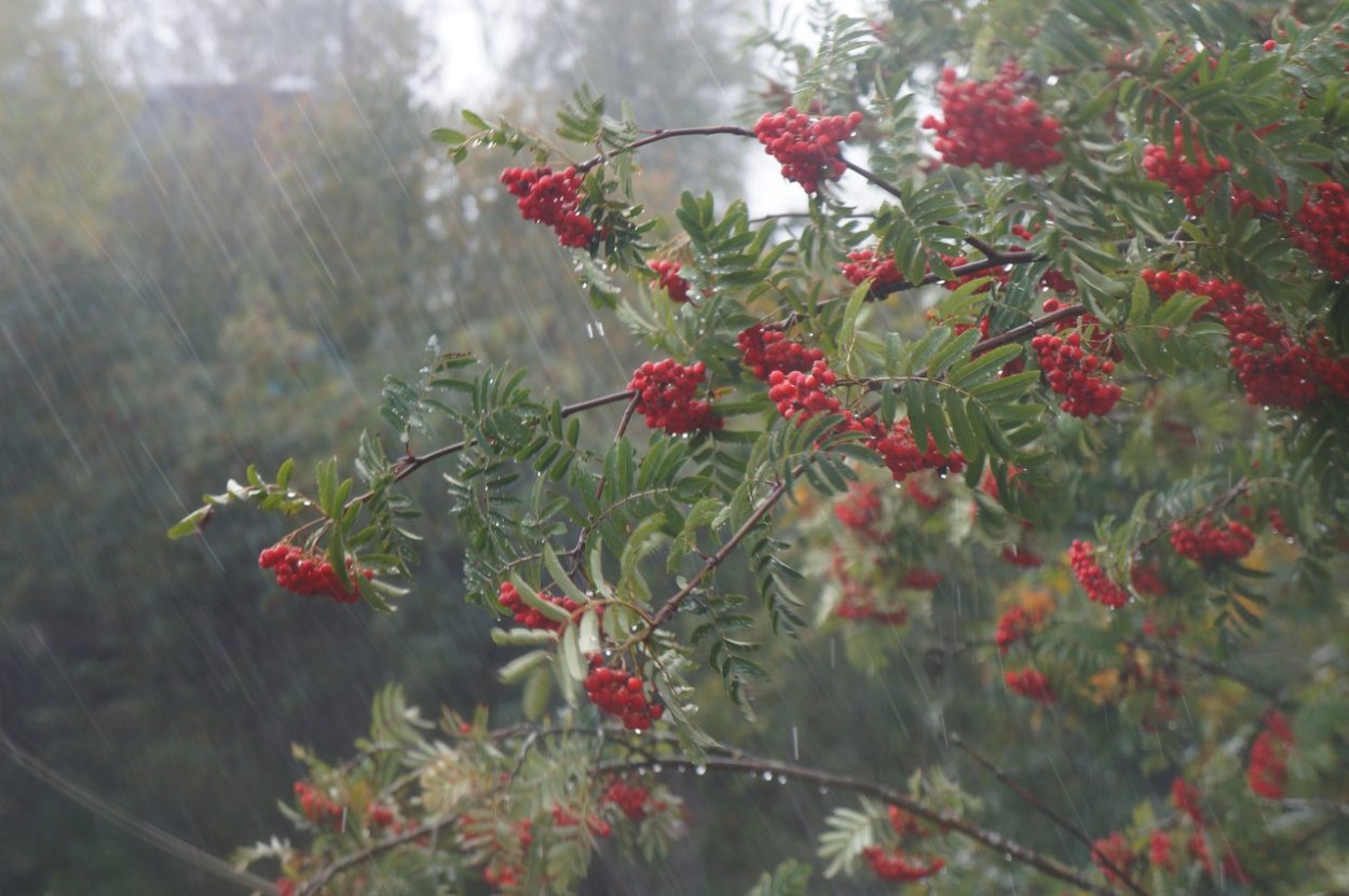 Канадская рябина