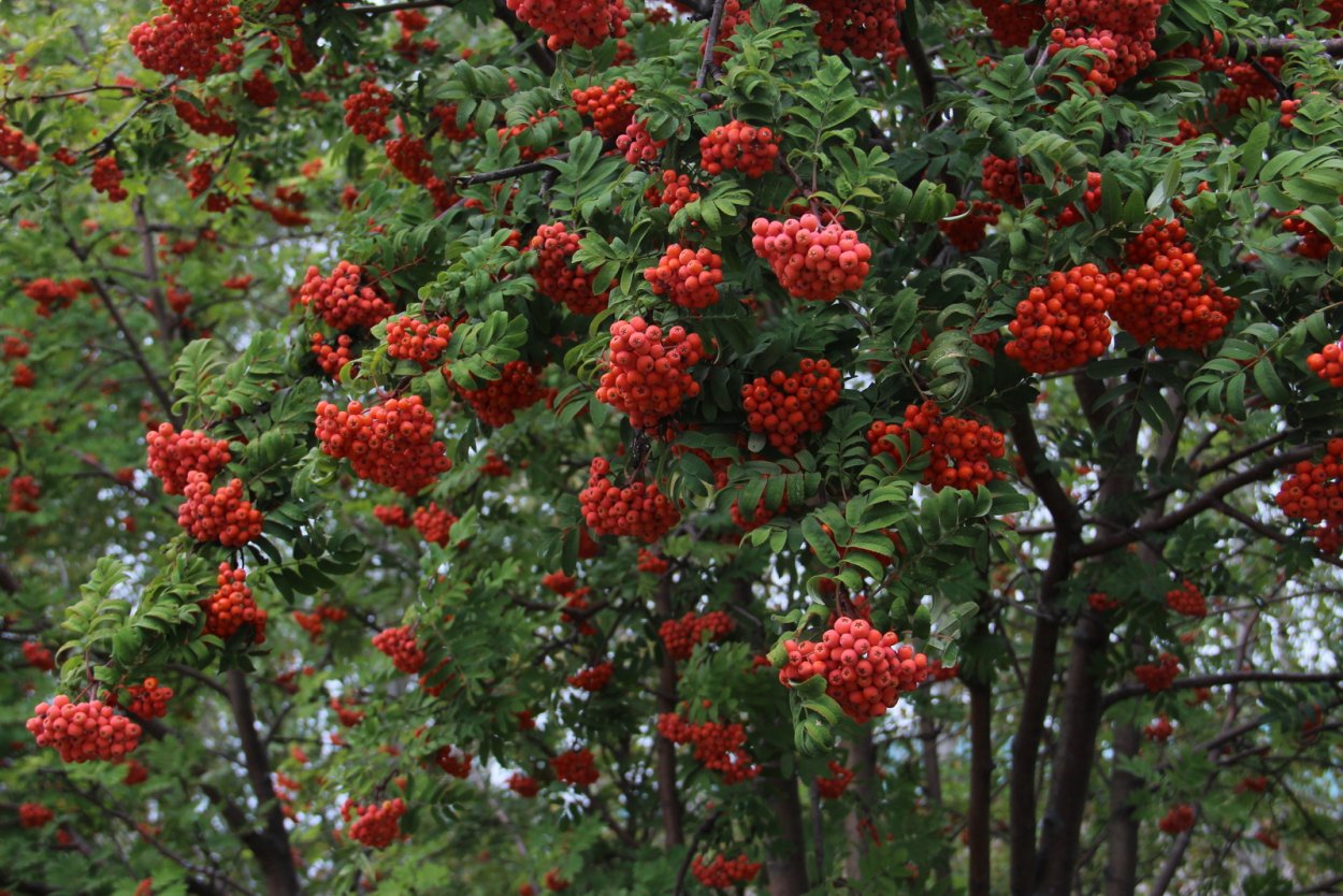 Крымская рябина польза и вред