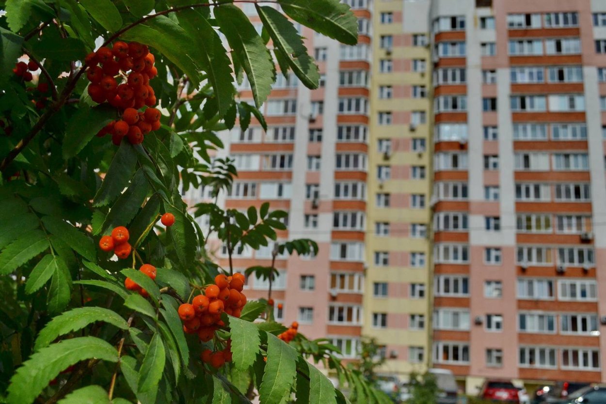 Каштан и рябина рядом