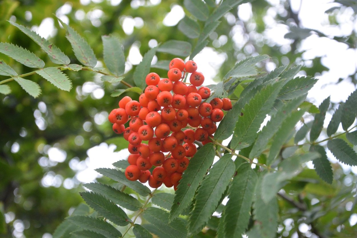 Канадская рябина