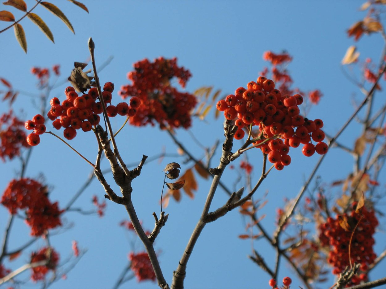 Sorbus 'Leonard Messel'