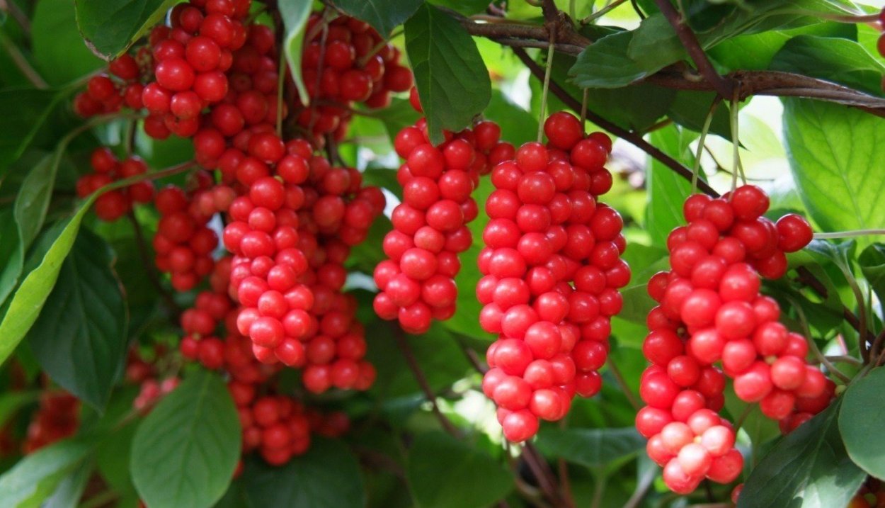 Лимонник китайский куст