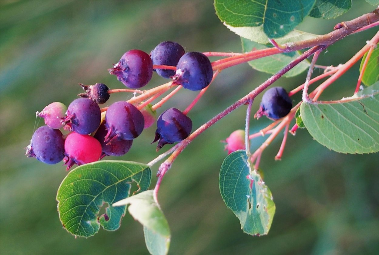 Ирга канадская «Слейт»