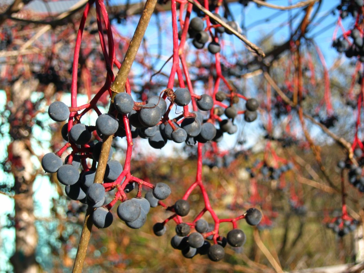 Дикий виноград Приморский край