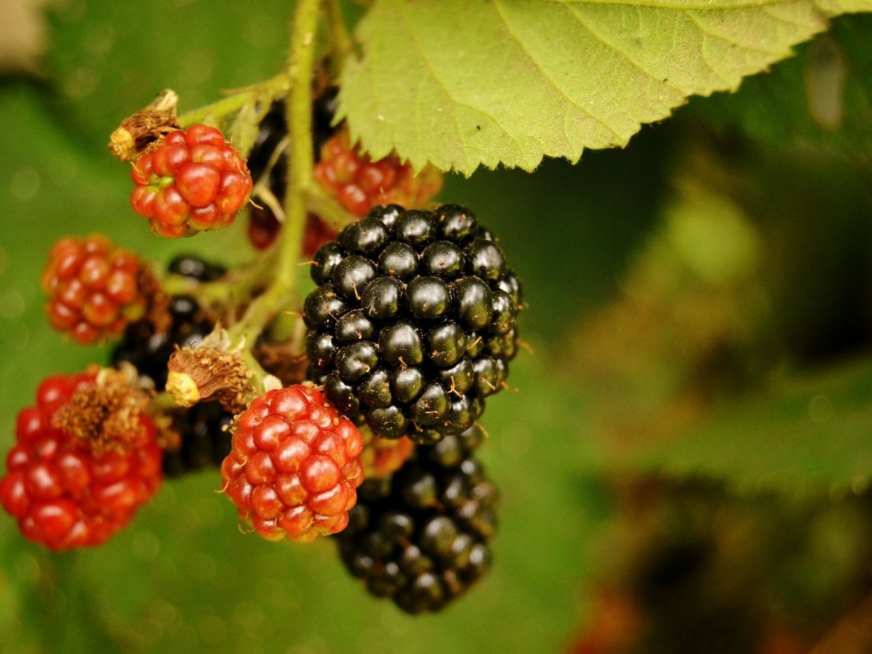 Недоспевшая ежевика