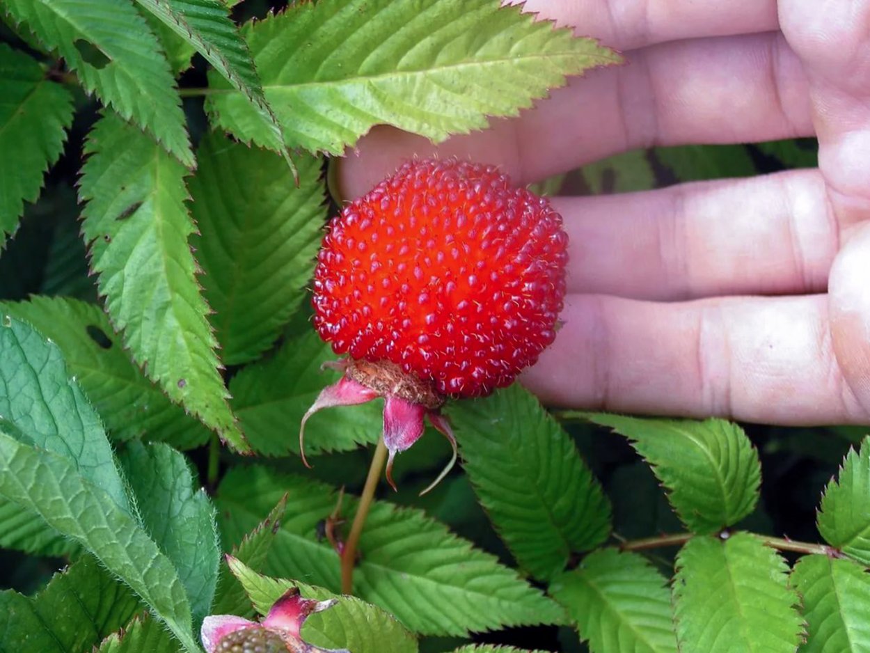 Поляника Княженика