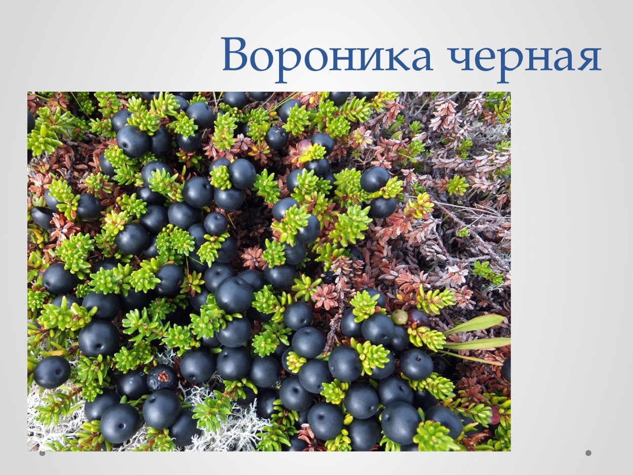 Вороника (водяника)