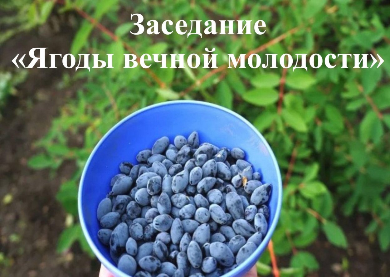 Жимолость ягода