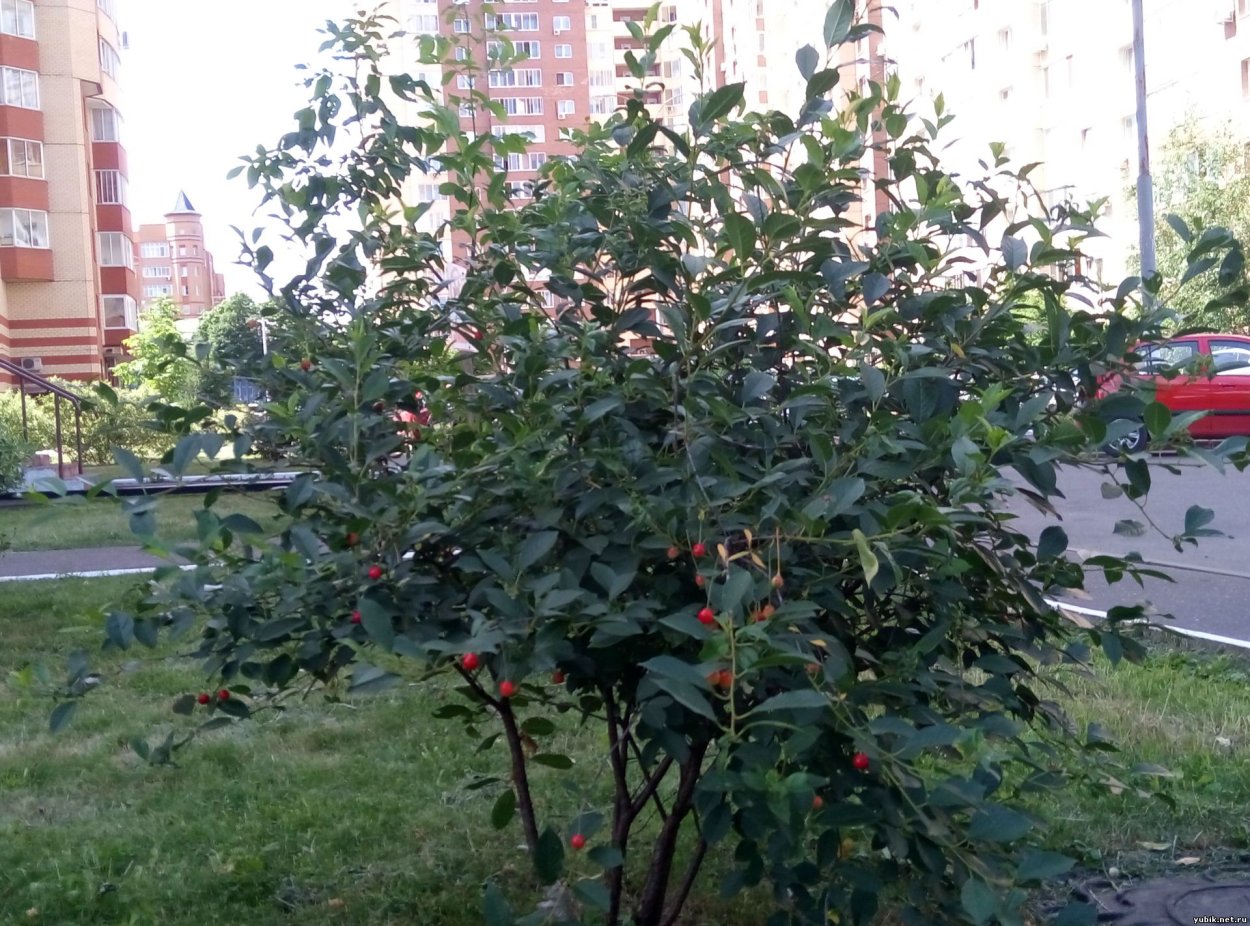Вишня кустовая