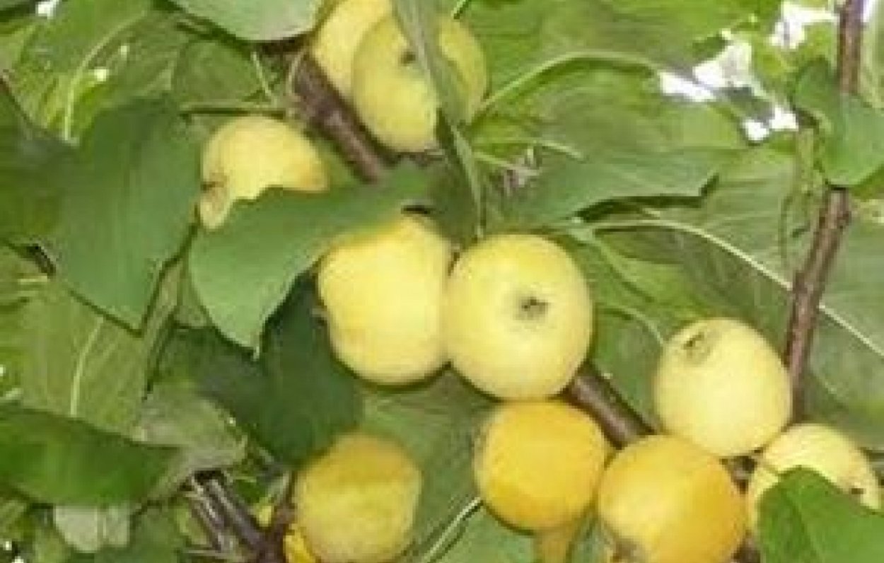 Яблоня колоновидная китайка Золотая