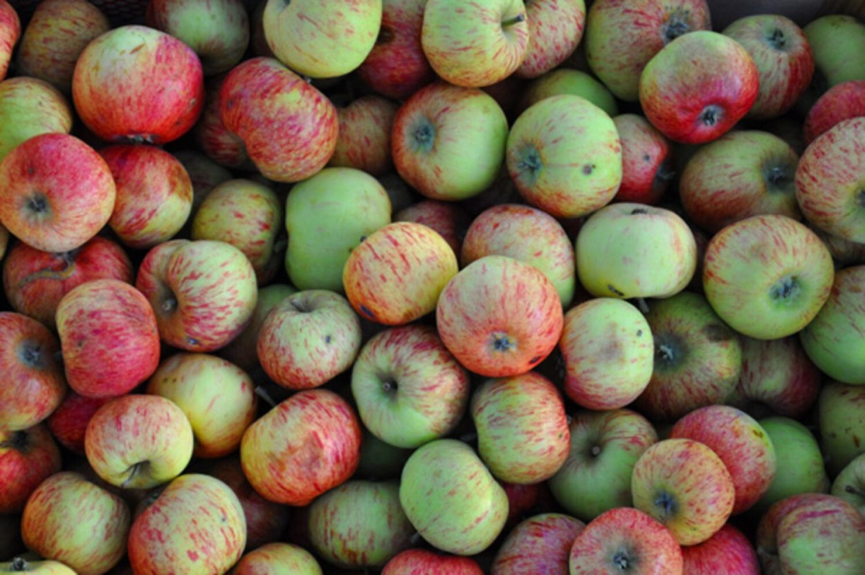 Маленькие яблоки сорт