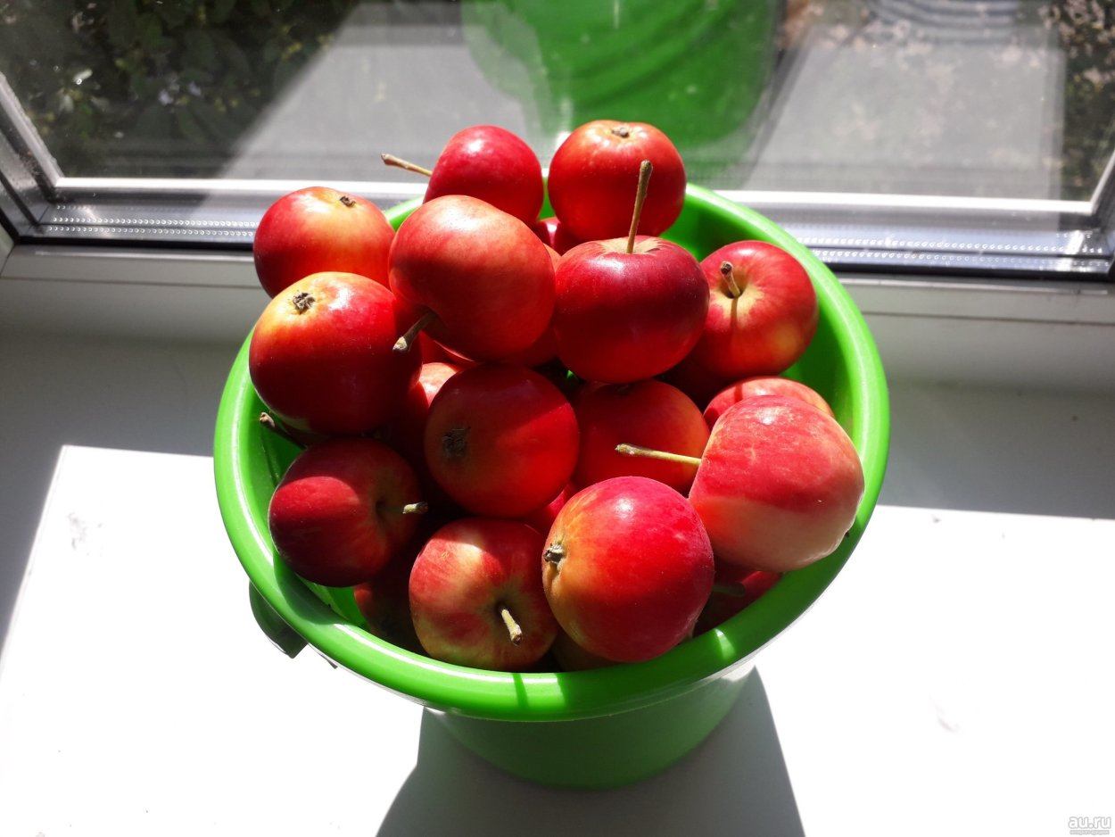 Сорт: яблоня, Лалетино