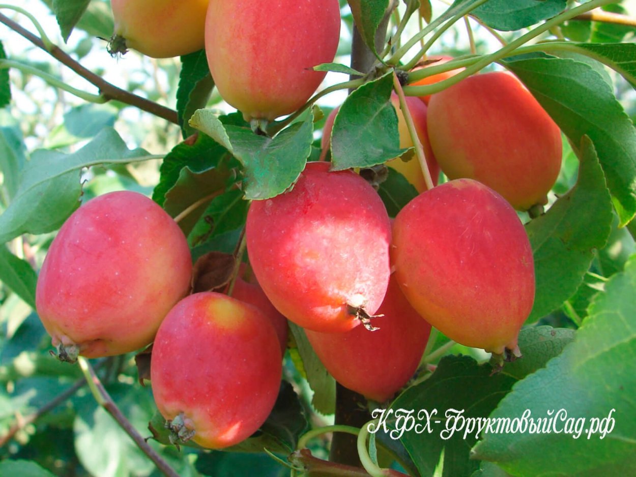 Яблоня «китайка» 'dolgo’