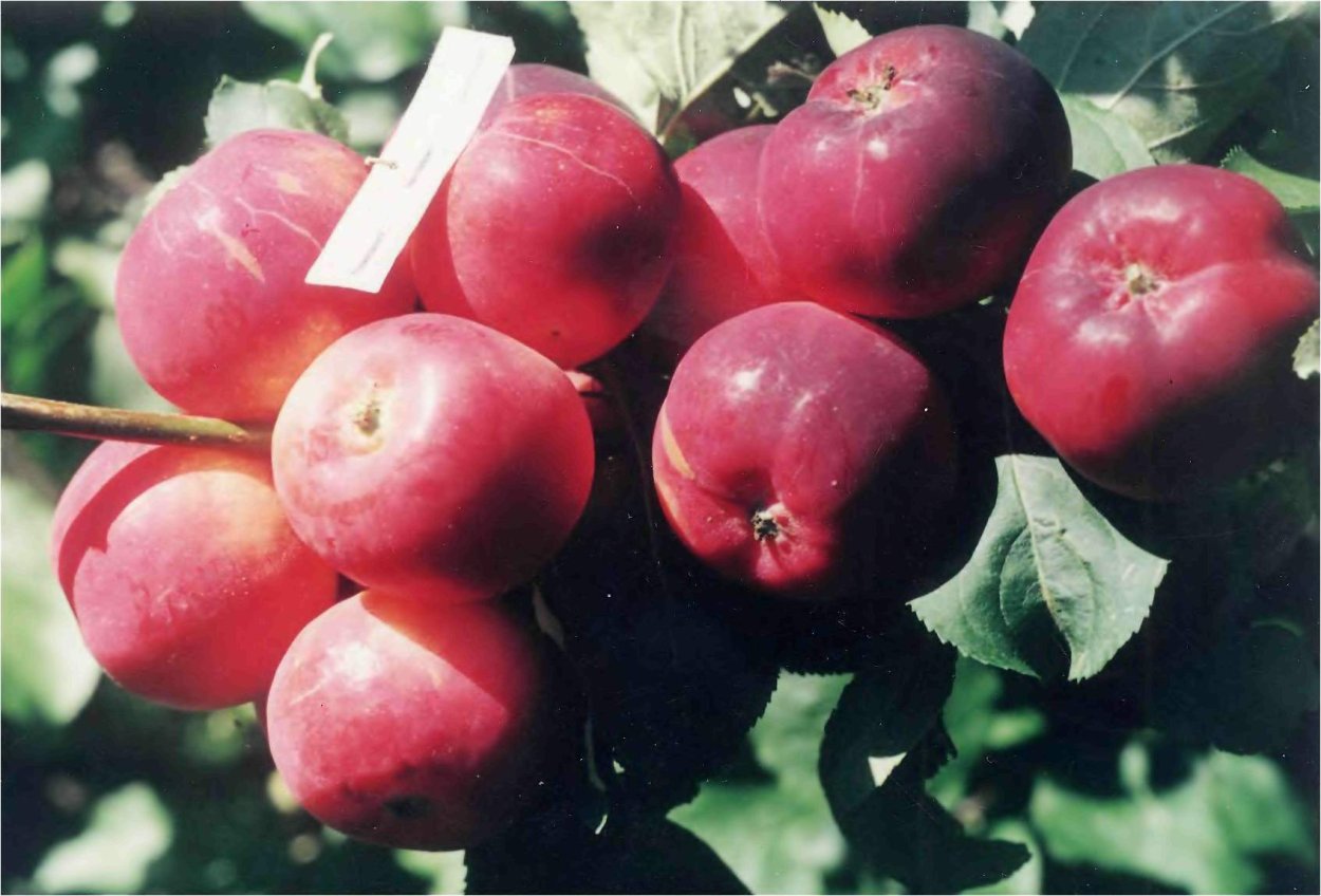 Яблоня доктор Куновский