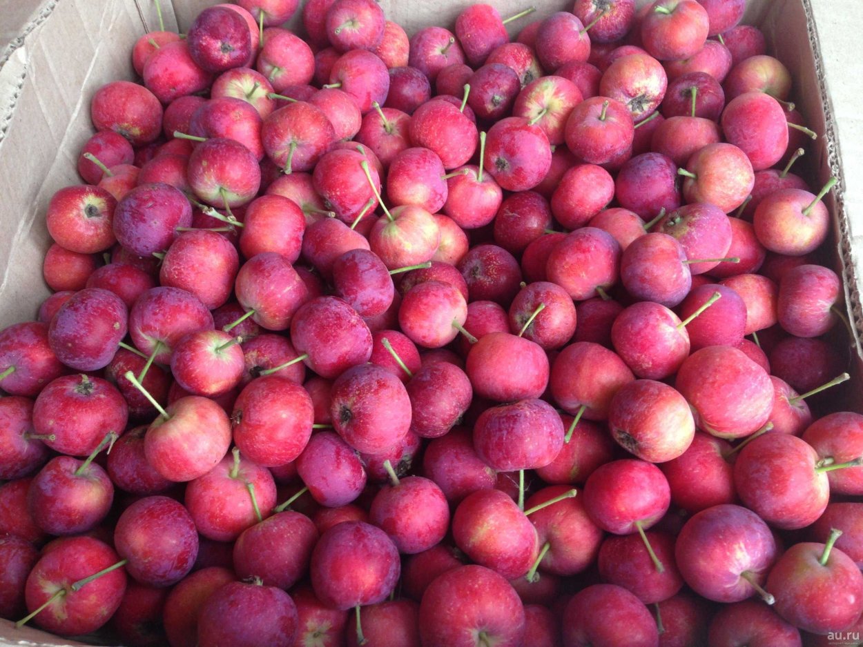 Яблоня китайка воспитанница