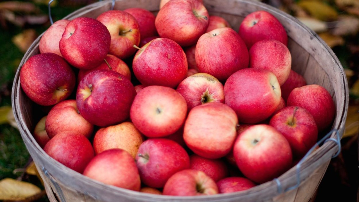 Грабштейн яблоки