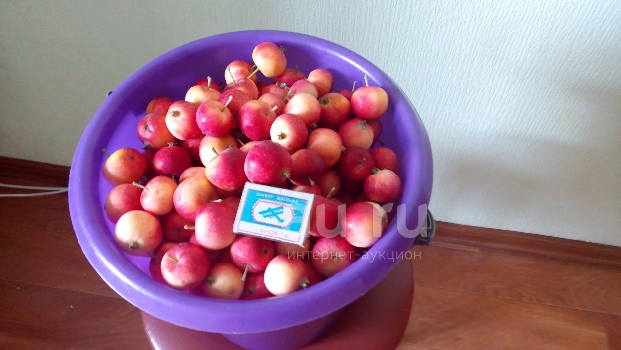 Яблоня Ранетка низкорослая