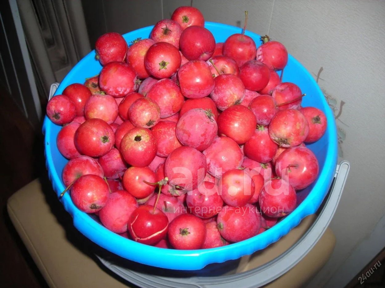 Сорт яблок Анисик Омский