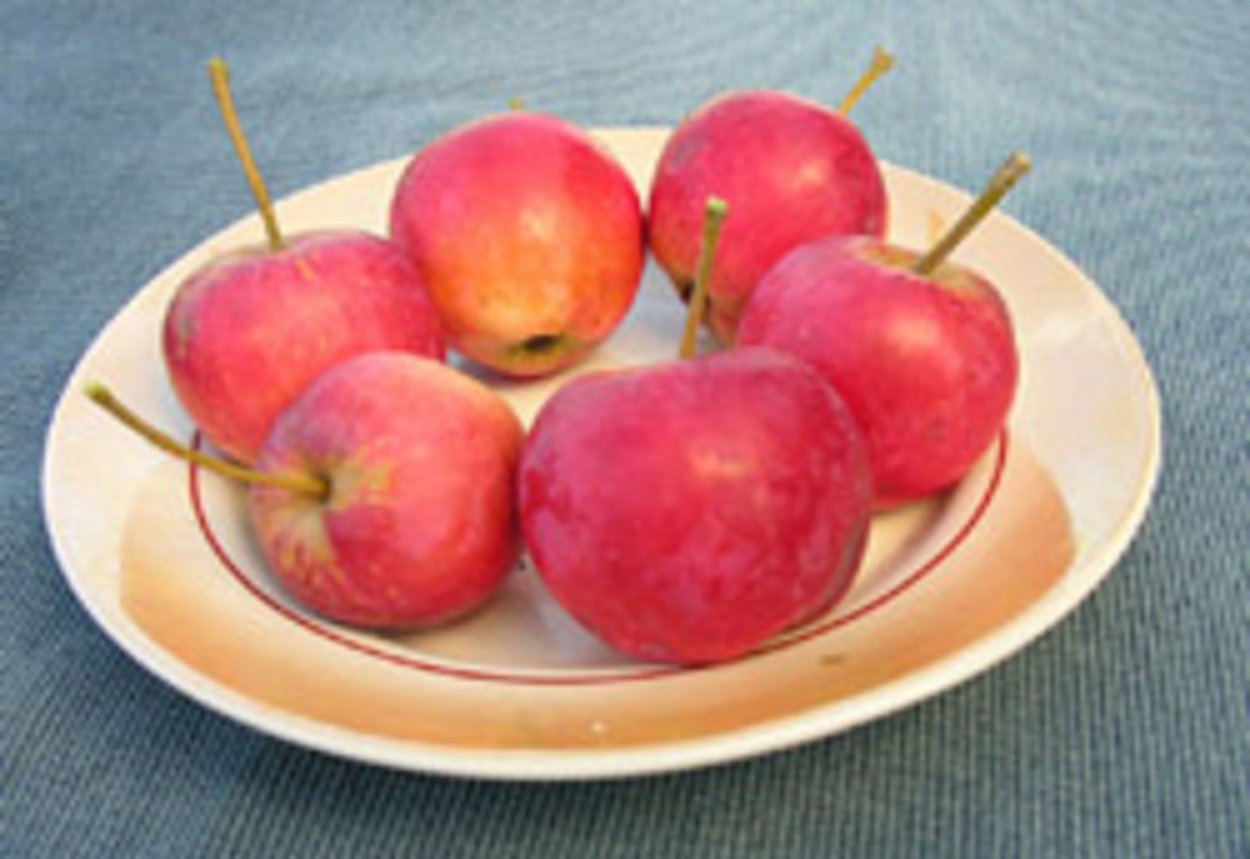 Яблоня Слава Приморская