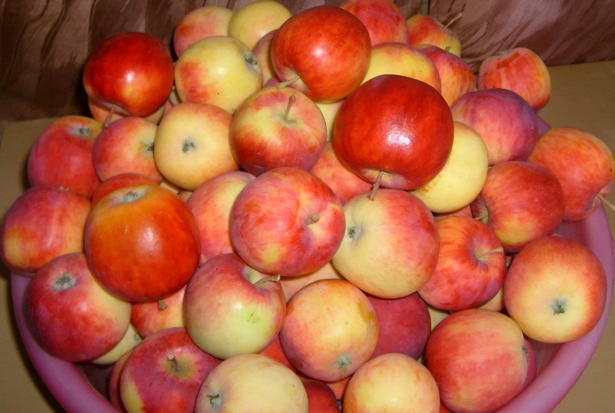 Полукультурка подарок садоводам