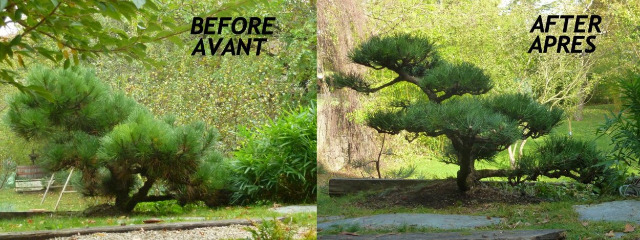 Ниваки из сосны схема формирования