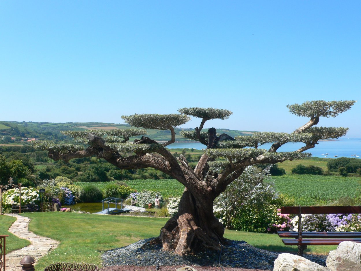 Ниваки монкабури