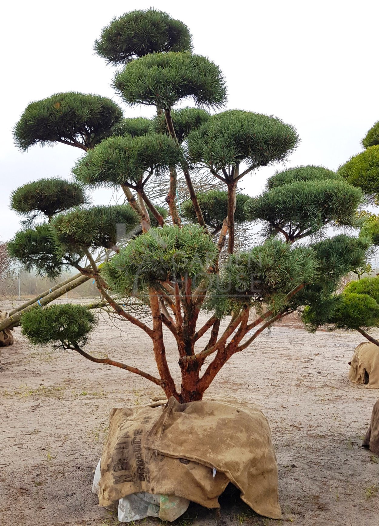 Кедровая сосна ниваки