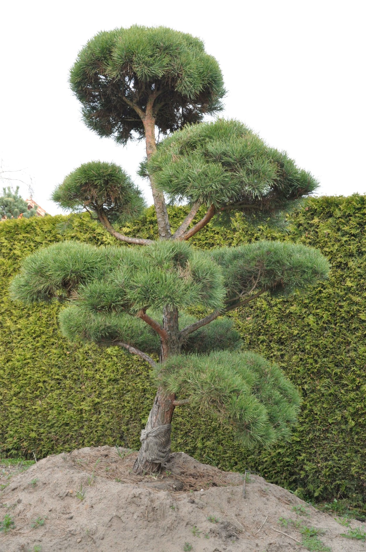 Кедровая сосна ниваки