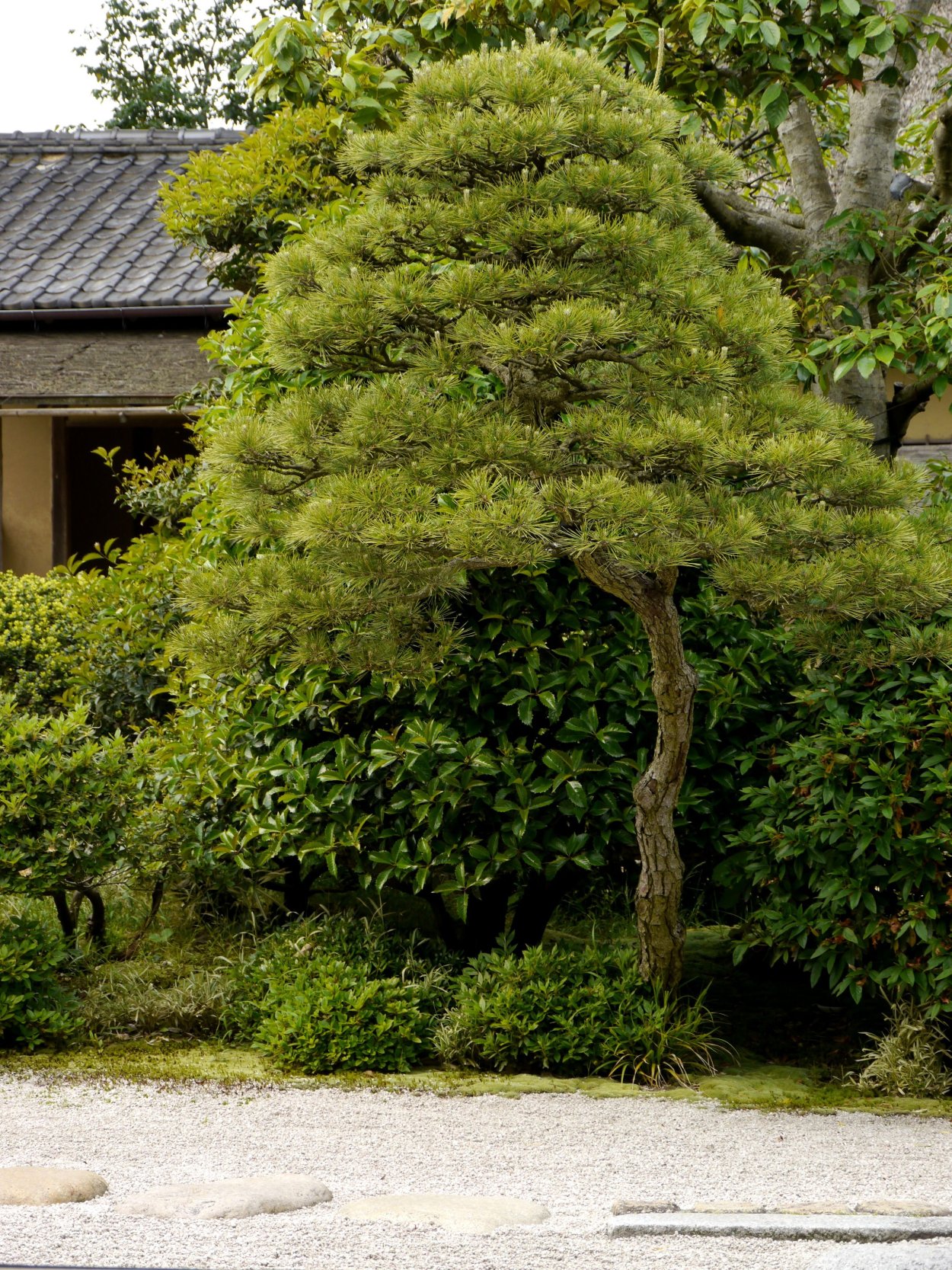 Бонсай ниваки сосна