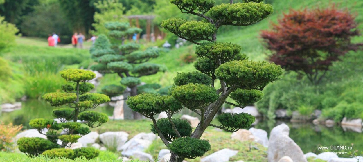 Сосна Горная ниваки