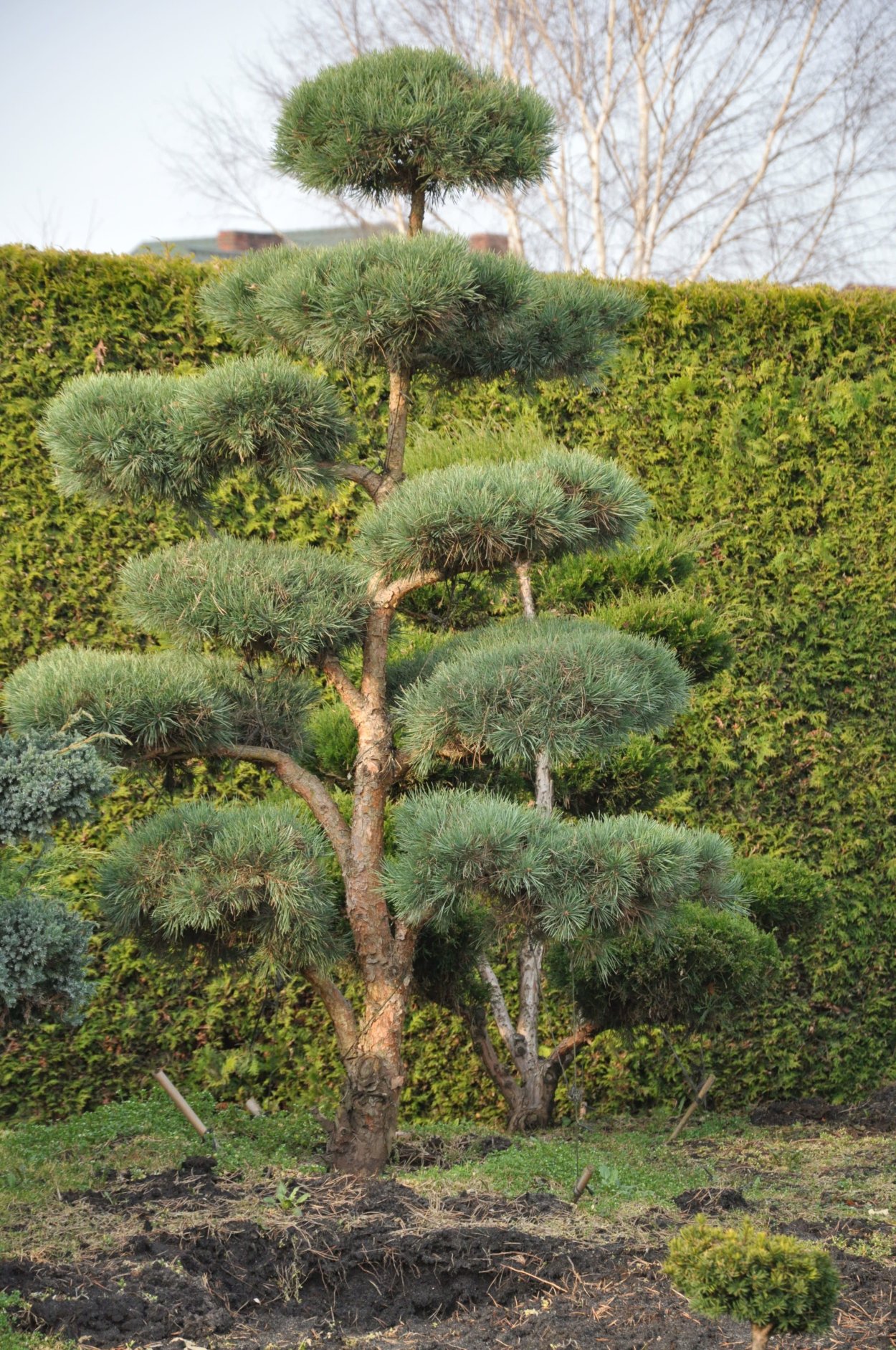 Сосна обыкновенная ниваки