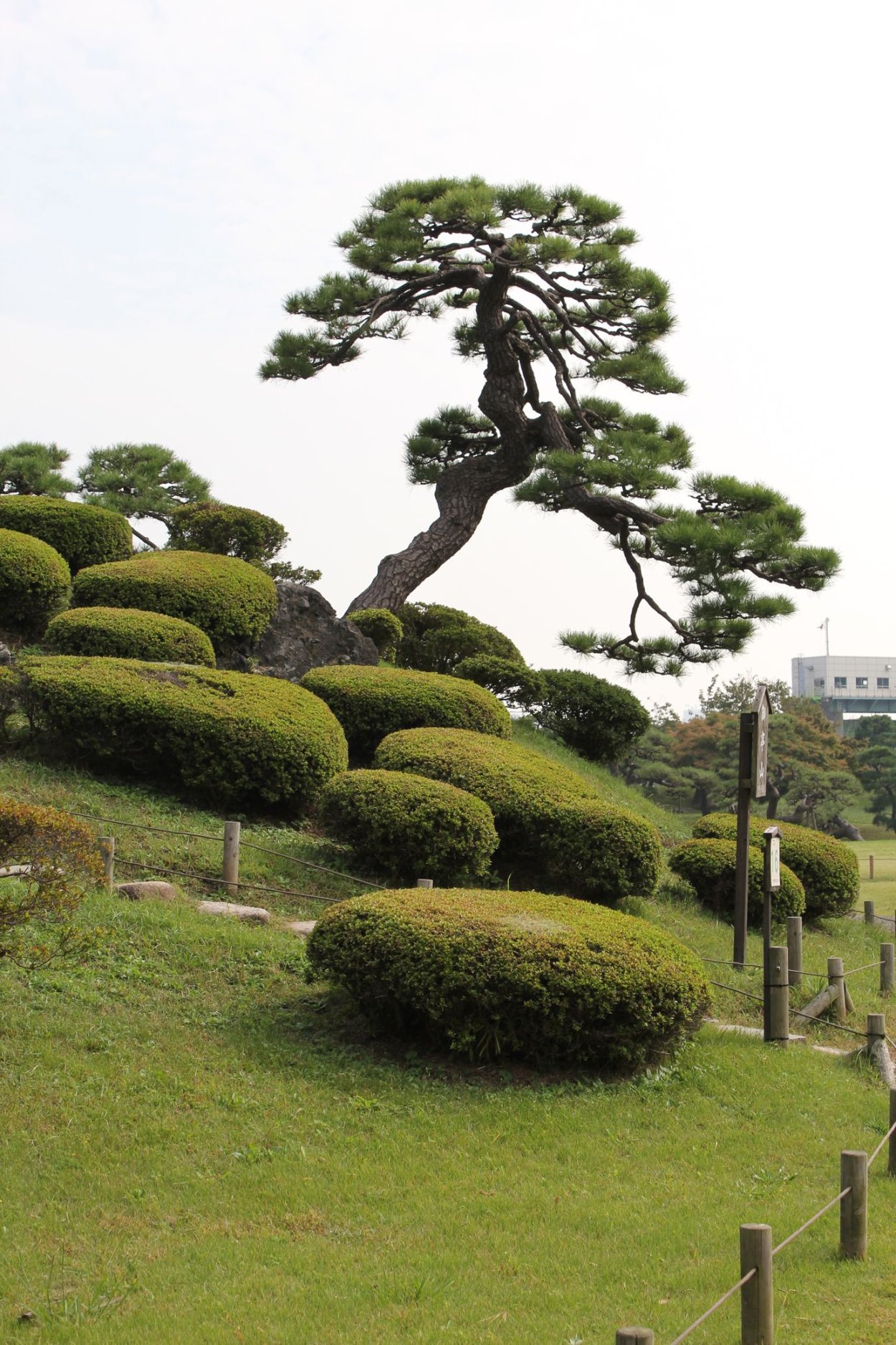 Ниваки монкабури
