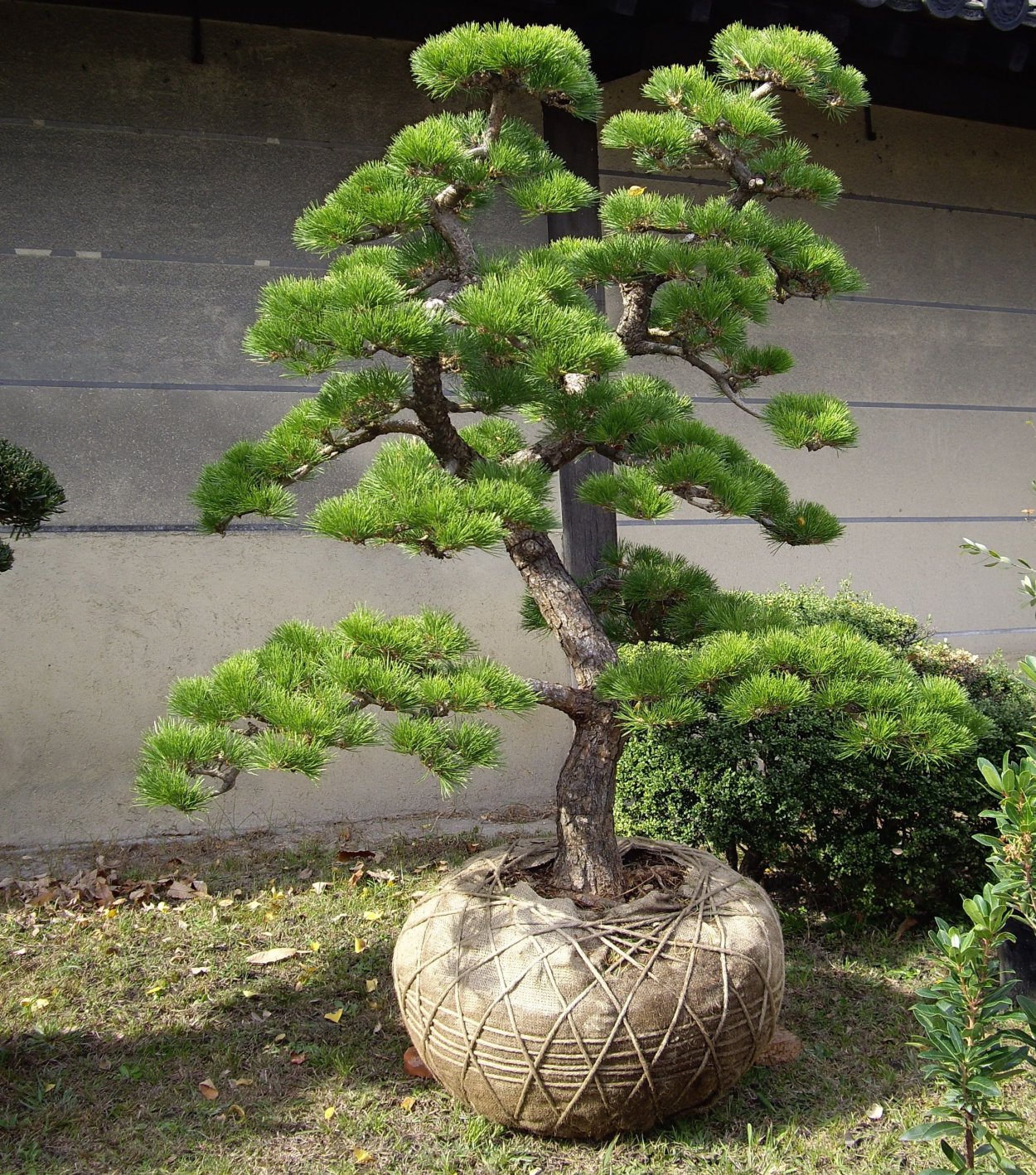 Дерево бонсай ниваки