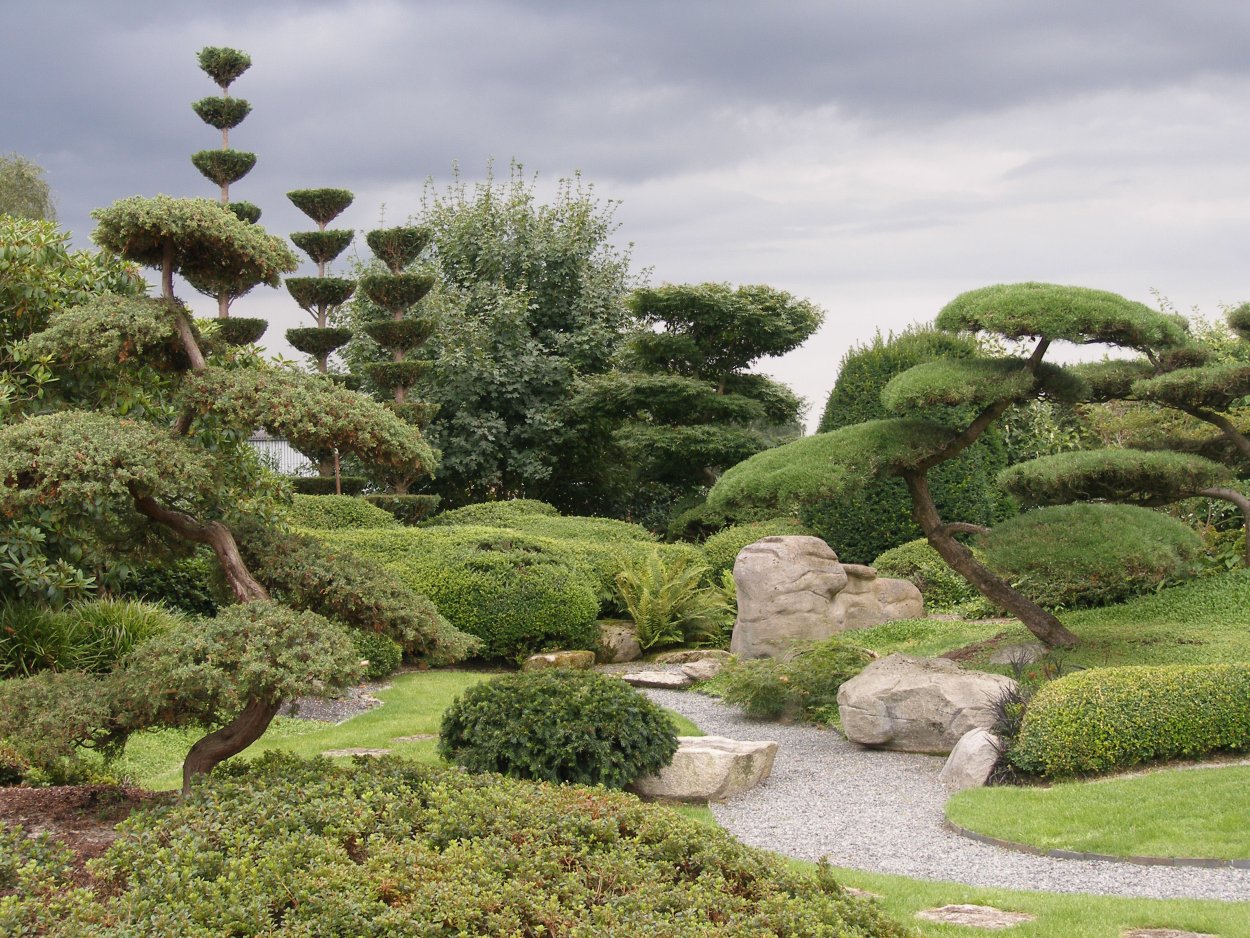 Боярышник ниваки