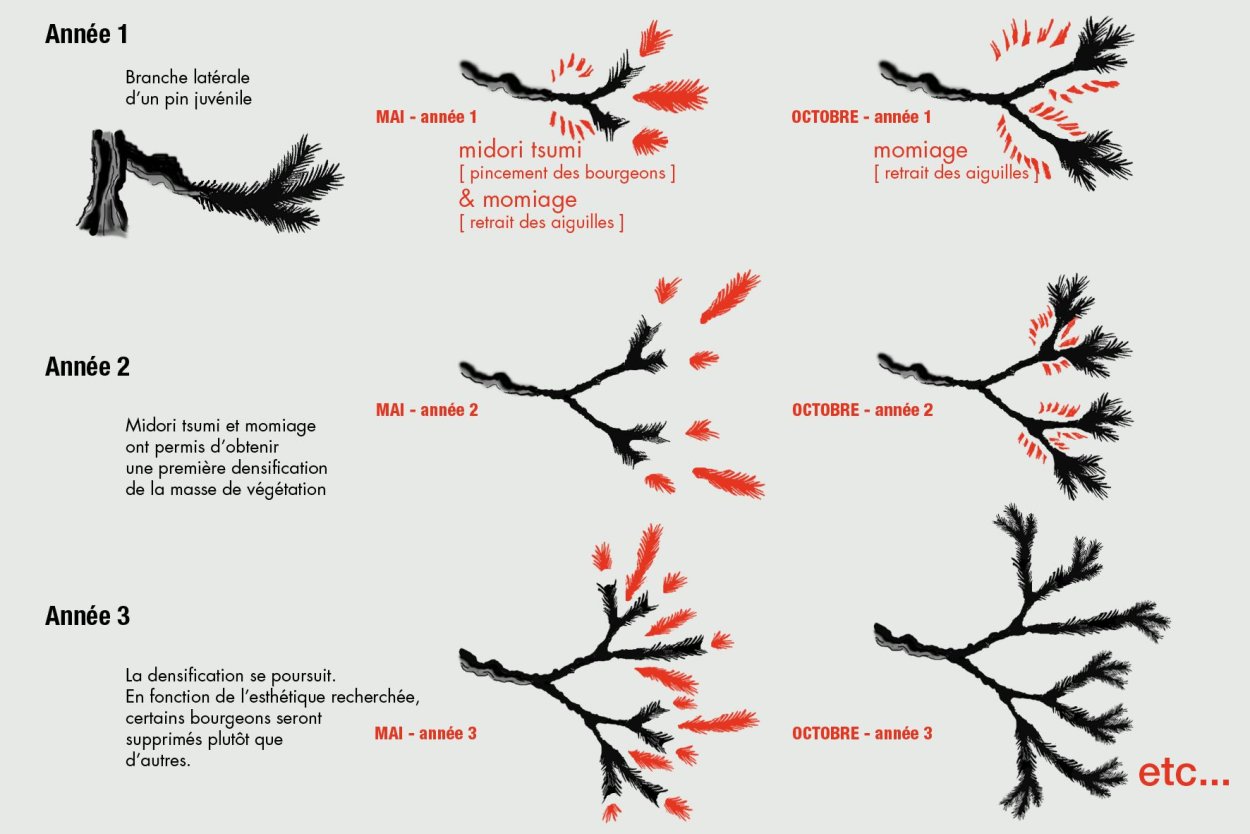 Бонсай стрижка стили схемы