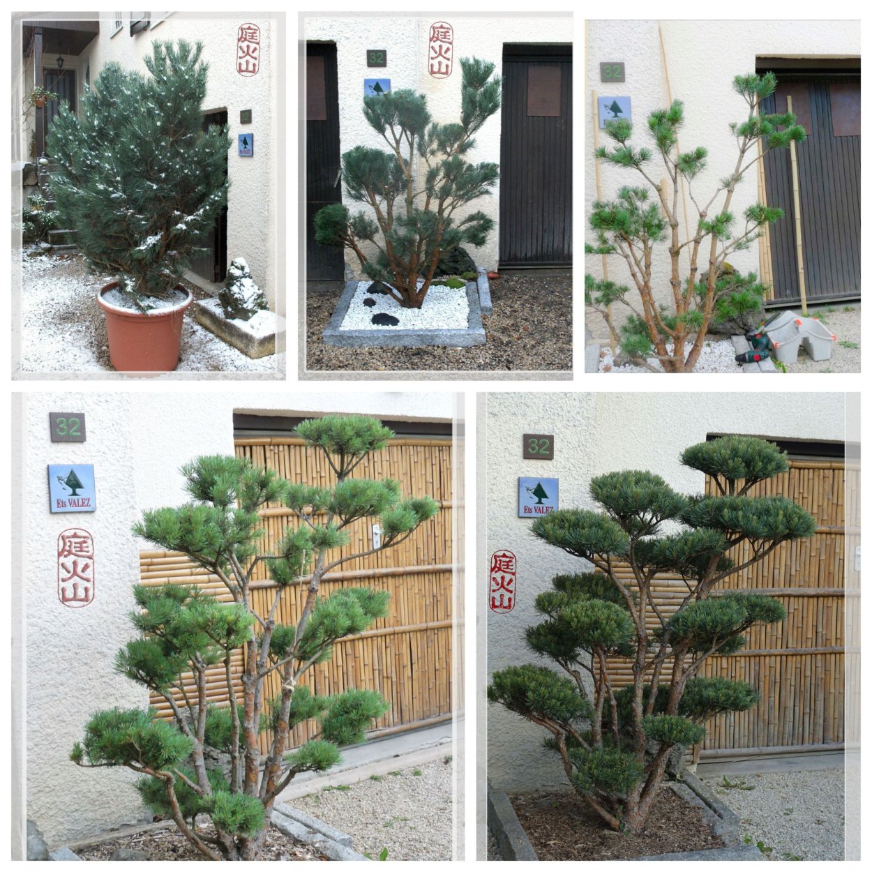 Сосна ниваки формирование кроны