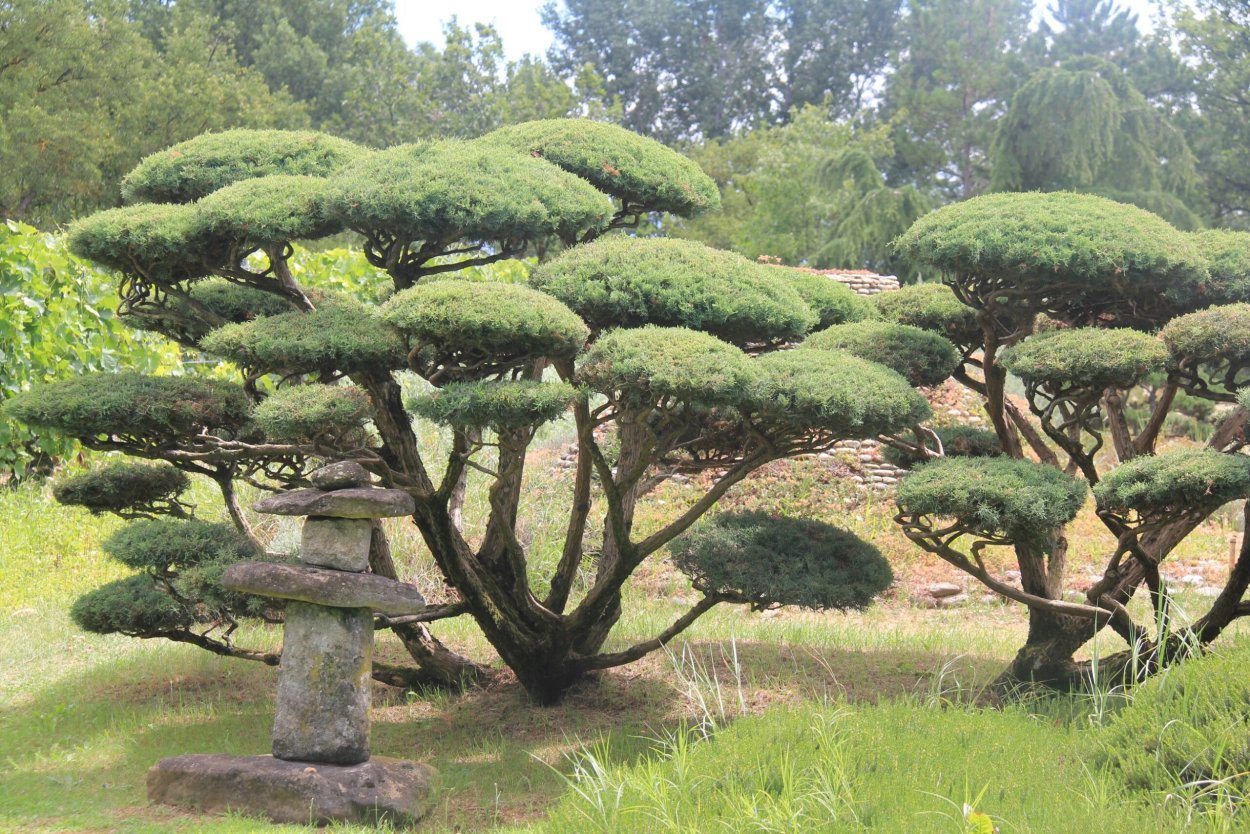 Сосна Горная Мугус ниваки