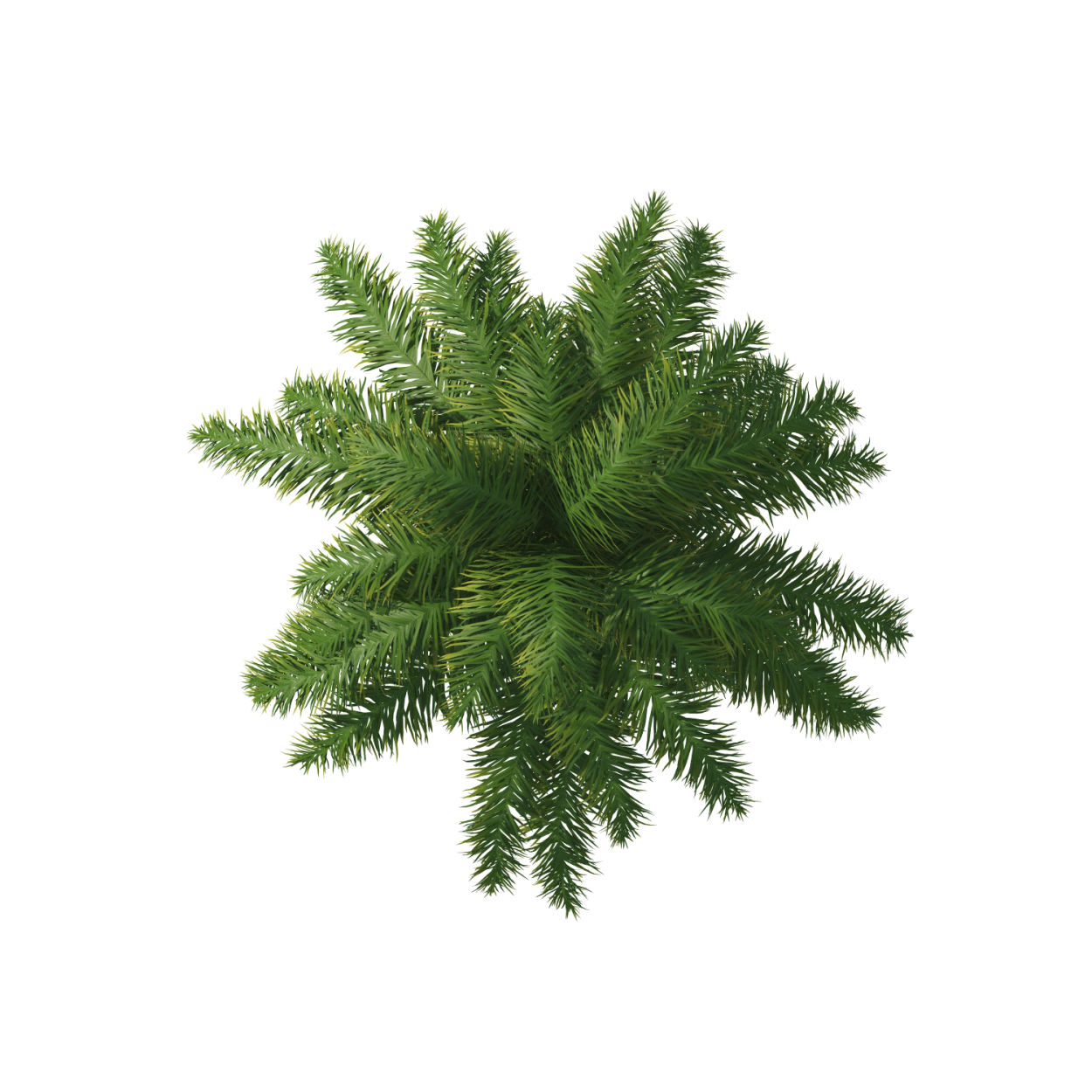 Ель вид сверху