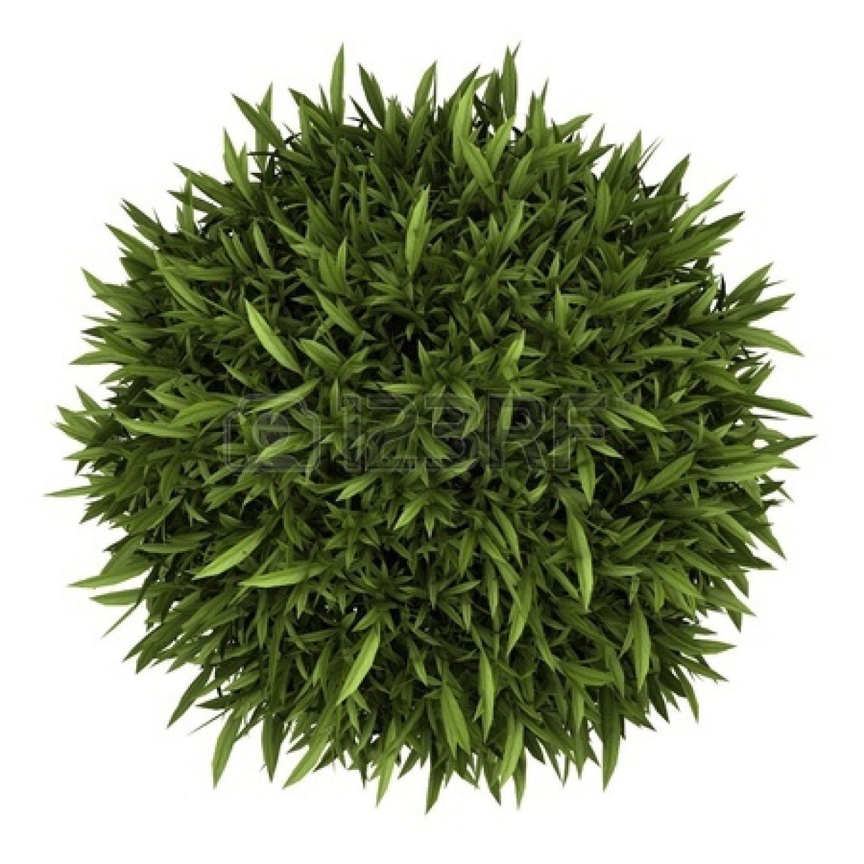 Комнатные растения вид сверху