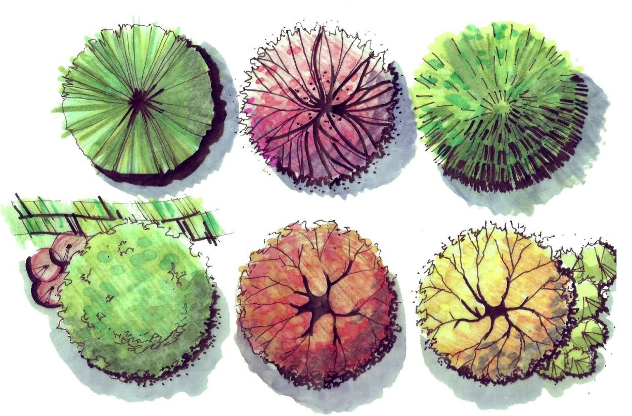 Акварельные деревья для генплана