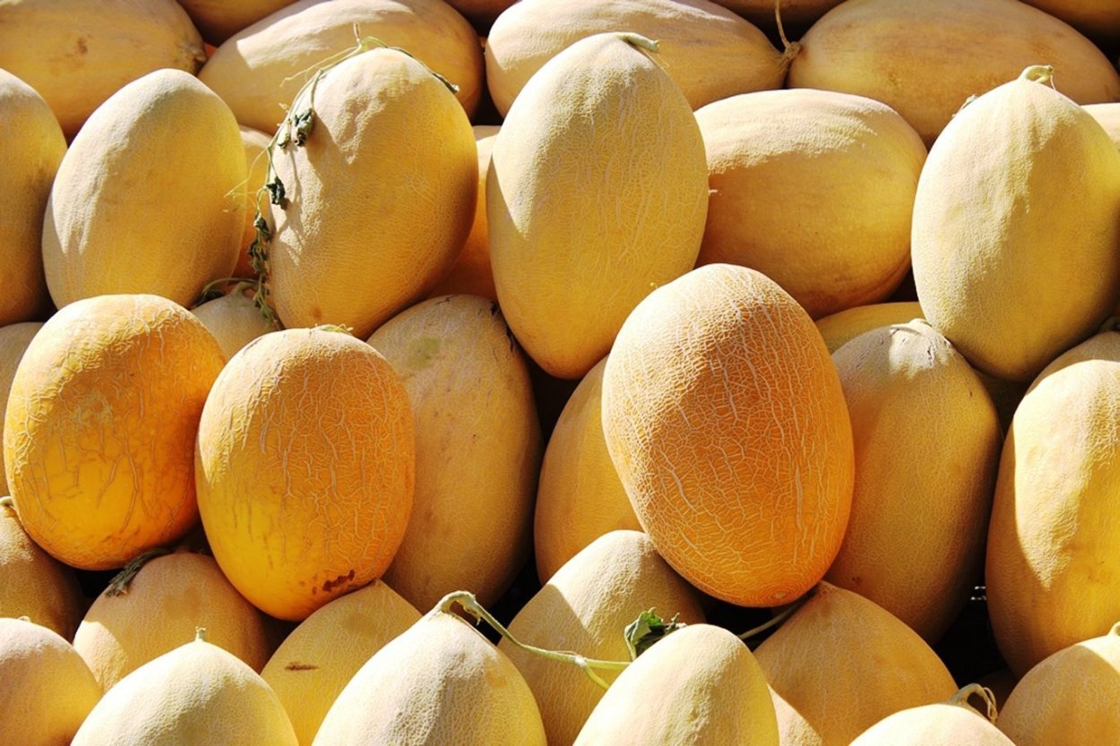 Дыня сорт Идиллия